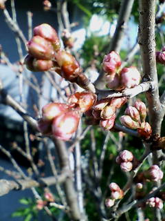 ほころんだ桜の蕾