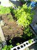 garden6