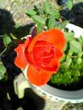 garden7