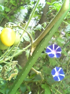 2009summer_3
