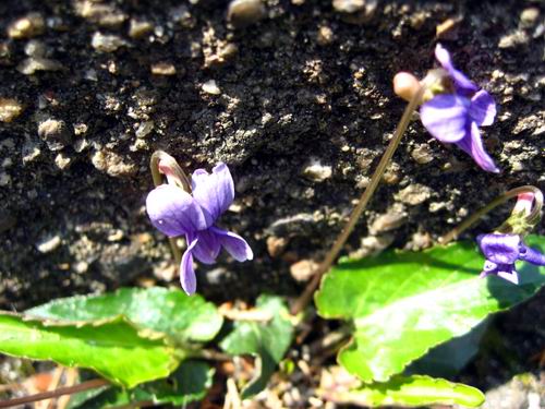 IMG_0323.JPG