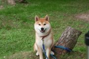 宇治の迷子犬