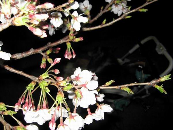 IMG_0274.JPG