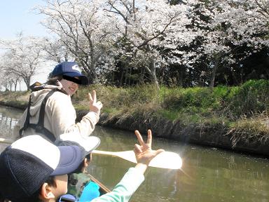 カヌーで桜