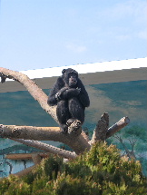 チンパンジー