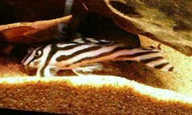 負傷中のインペ