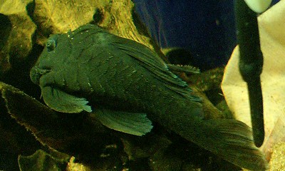 新顔だ！－その2