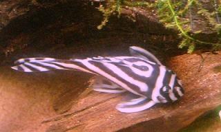 ｲﾝﾍﾟﾘｱﾙｾﾞﾌﾞﾗﾌﾟﾚｺ　上部