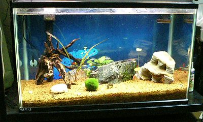 06,4カラシン水槽