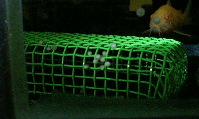 卵を見守る白コリ