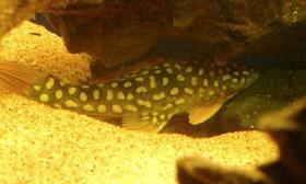 ゴールドエッジ治療中