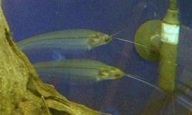グラスキャットフィッシュ
