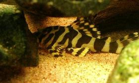 インペリアルタイガープレコ２