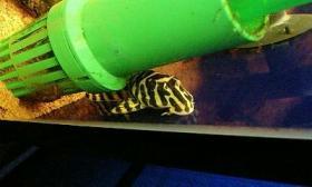 インペリアルタイガープレコ