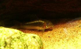 Co.イルミネーター