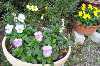 111207 寄せ植え2