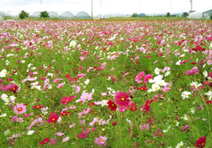 111022 コスモス畑