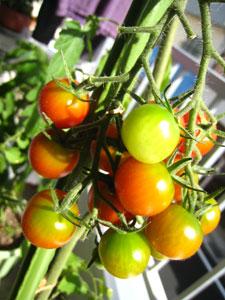 100721 ミニトマト