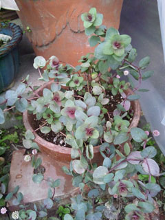 111207 オレガノロタンダフォーリア