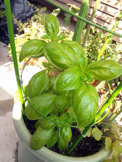 110810 バジル