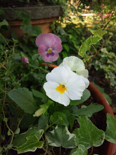 111019 よく咲くスミレ