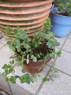 111019 オレガノロタンダフォーリア