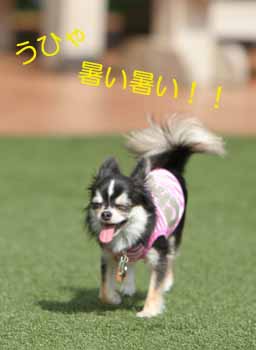 0926　ショコラドッグラン.jpg