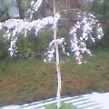20060402_1309_000.jpg