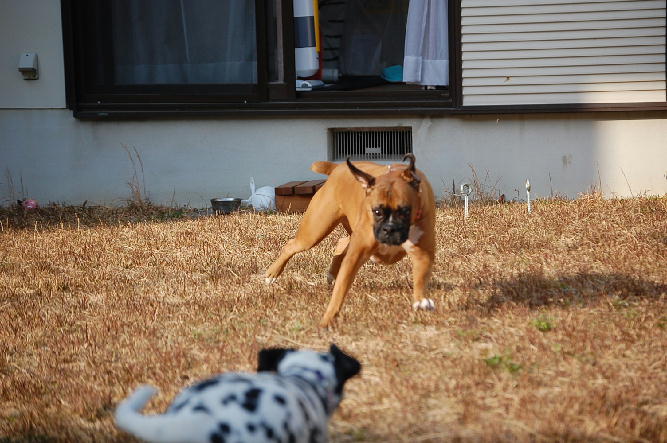 ダイヤとティアラ