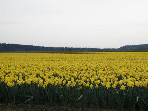 daffodile