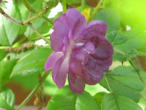 20080610_04079.jpg