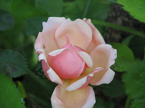 20080610_00753.jpg