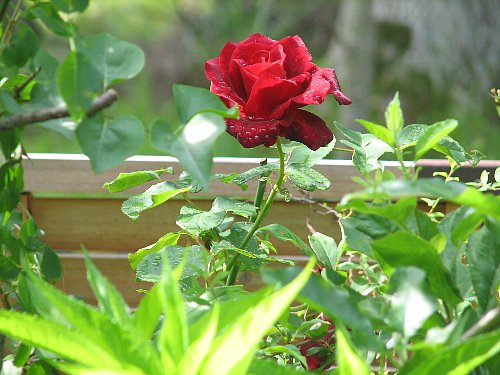 20080610_00578.jpg