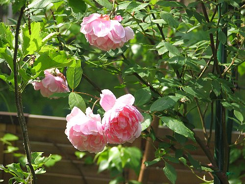 20080610_00477.jpg