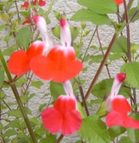 チェリーセージ１