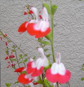 チェリーセージ２