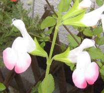 チェリーセージ３