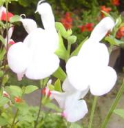 チェリーセージ４