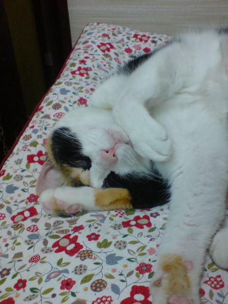 自分の後ろ足を枕に寝るネコさま 三毛猫ありちん日記 楽天ブログ