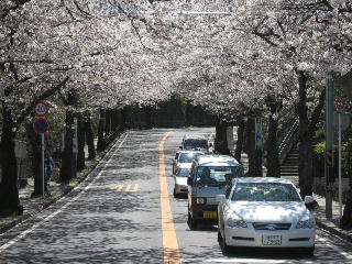 2006_04_03_菜の花と桜_04