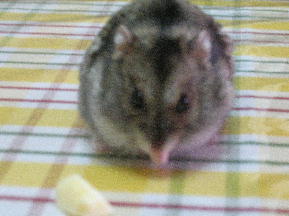 ゴローしゃん１