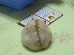 おまんじゅう？