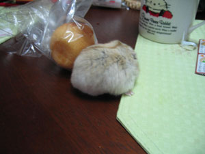 ハムまんじゅう？