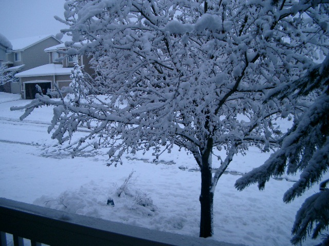 snow 4172009 005.jpg