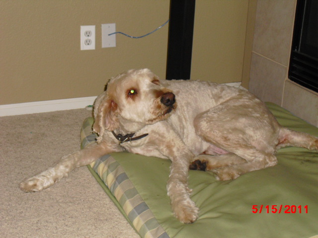 armstrong2011 102.JPG