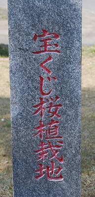 宝くじ桜植栽地