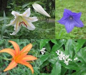 皇居の夏の花