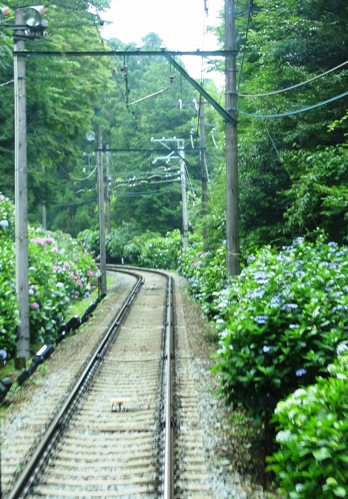 紫陽花電車1.jpg