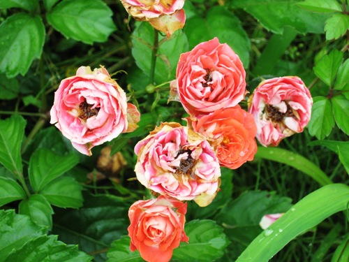 強羅公園の薔薇4.jpg