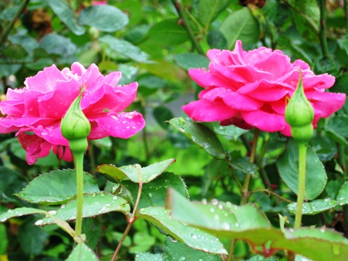 強羅公園の薔薇5.jpg